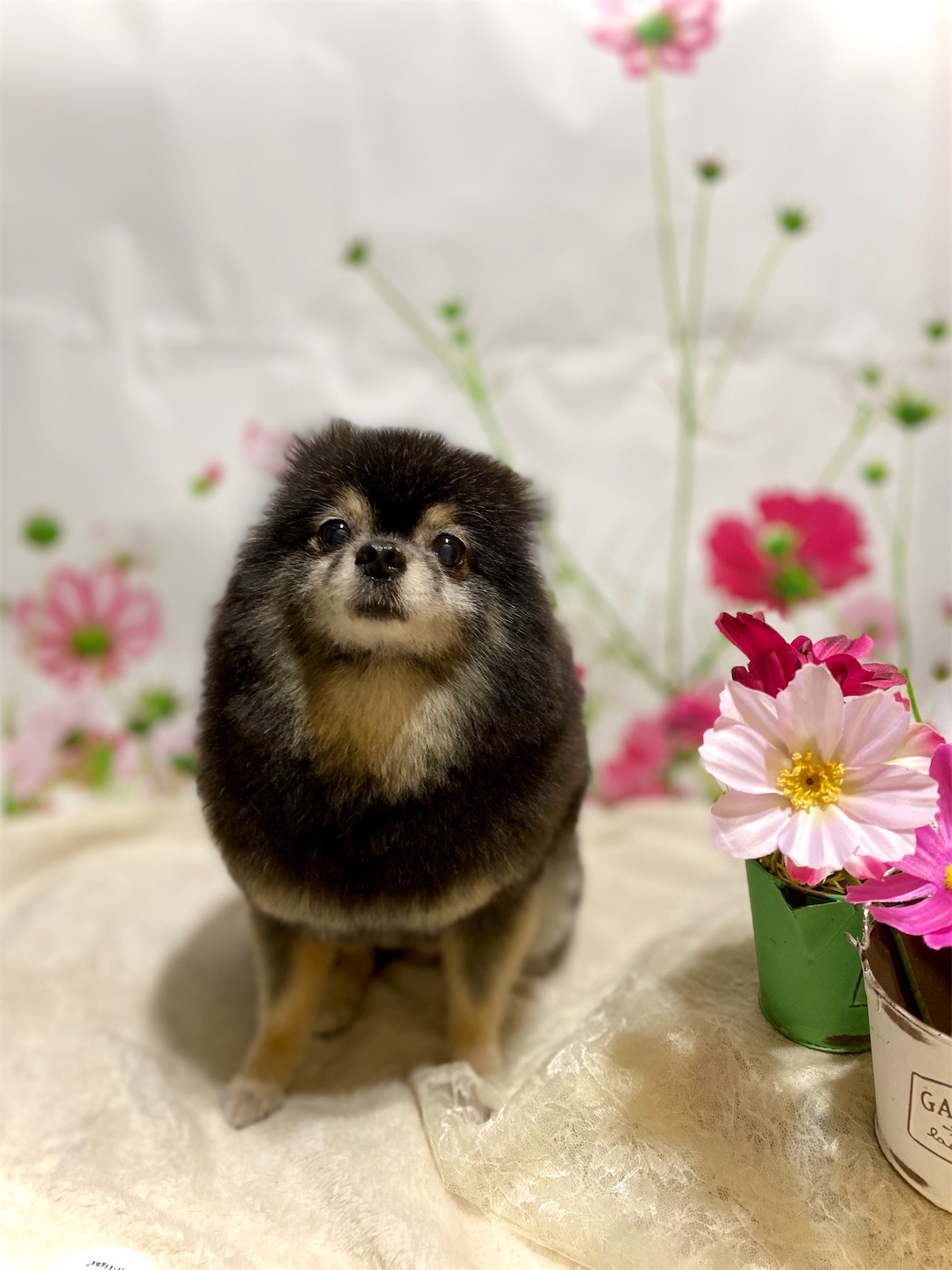 f:id:opachosalon:20230331224123j:image