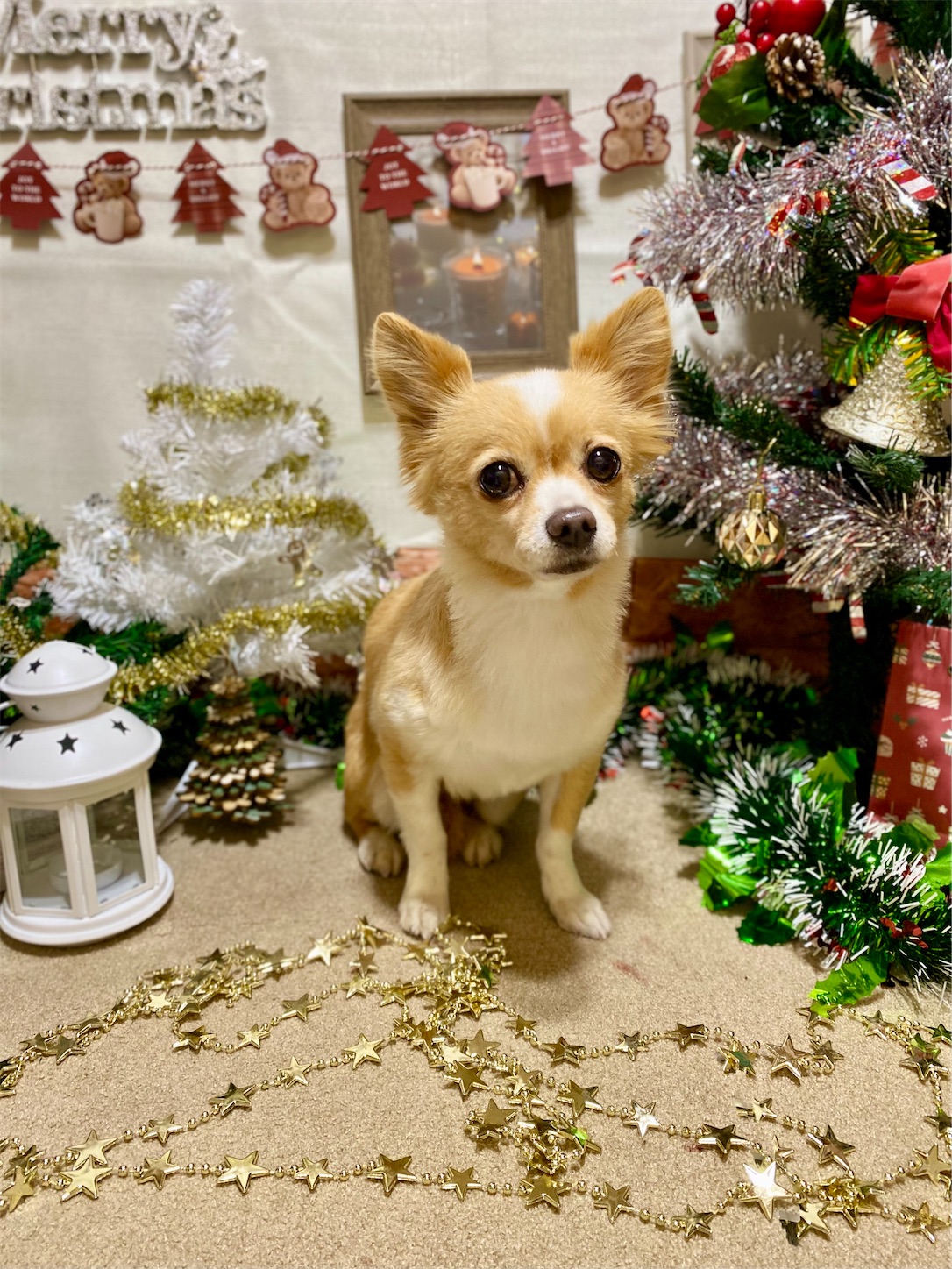 f:id:opachosalon:20241201000043j:image f:id:opachosalon:20241201000043j:image