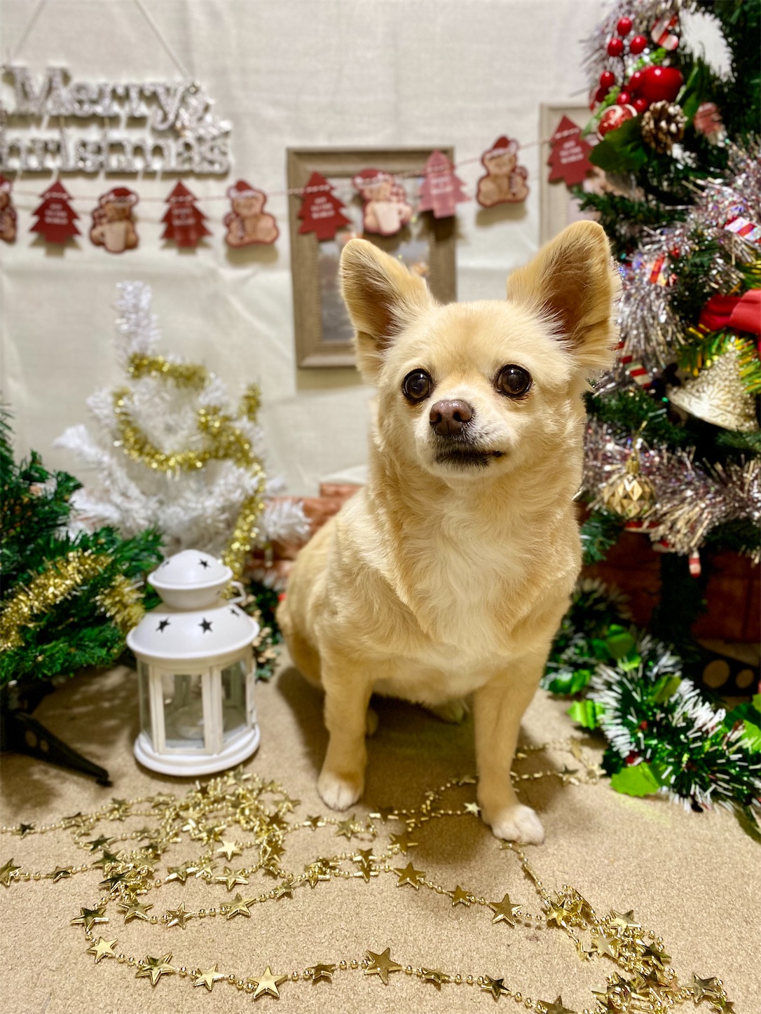 f:id:opachosalon:20241201000055j:image f:id:opachosalon:20241201000055j:image