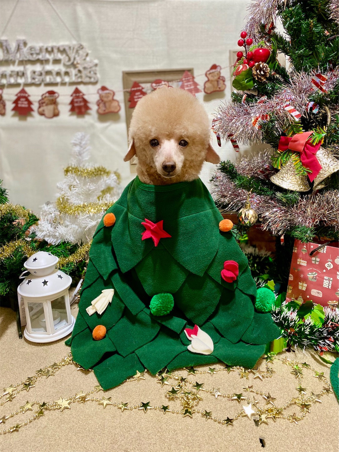 f:id:opachosalon:20241201000128j:image f:id:opachosalon:20241201000128j:image