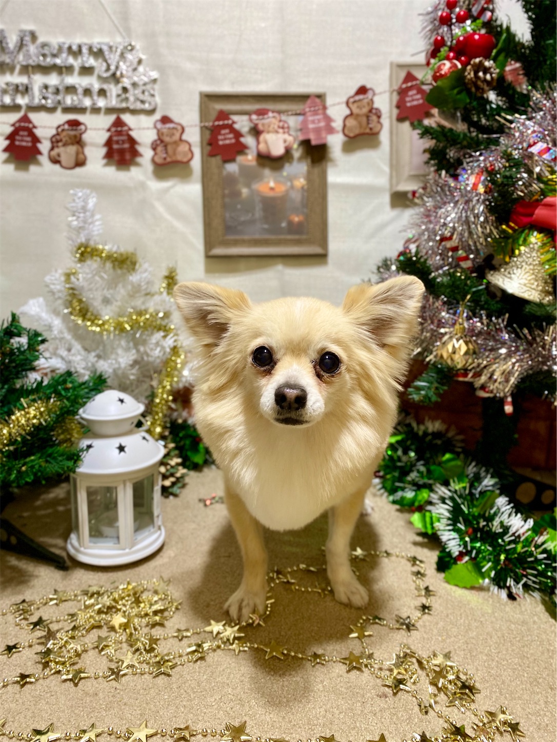 f:id:opachosalon:20241201000146j:image f:id:opachosalon:20241201000146j:image