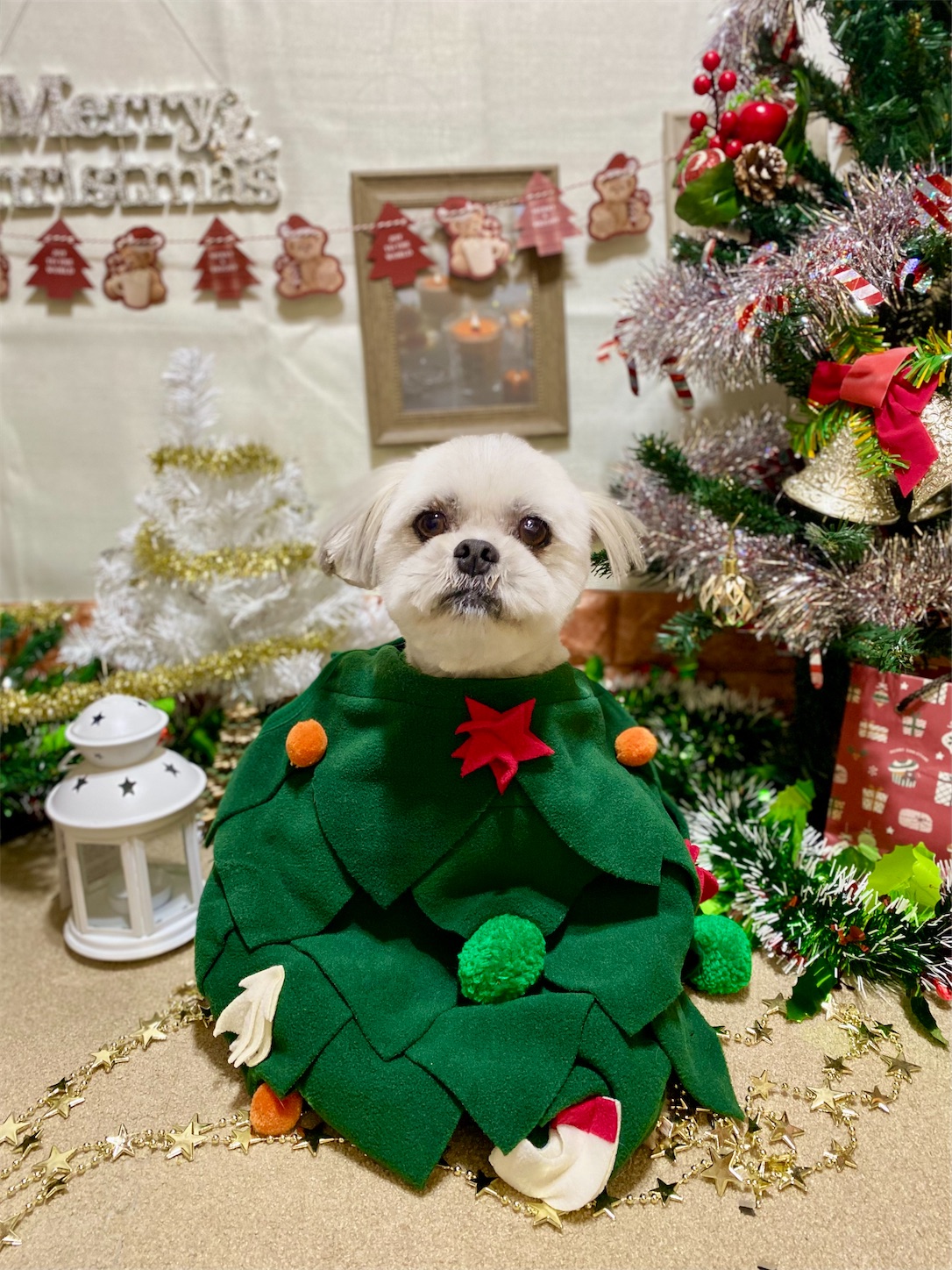 f:id:opachosalon:20241201000205j:image f:id:opachosalon:20241201000205j:image