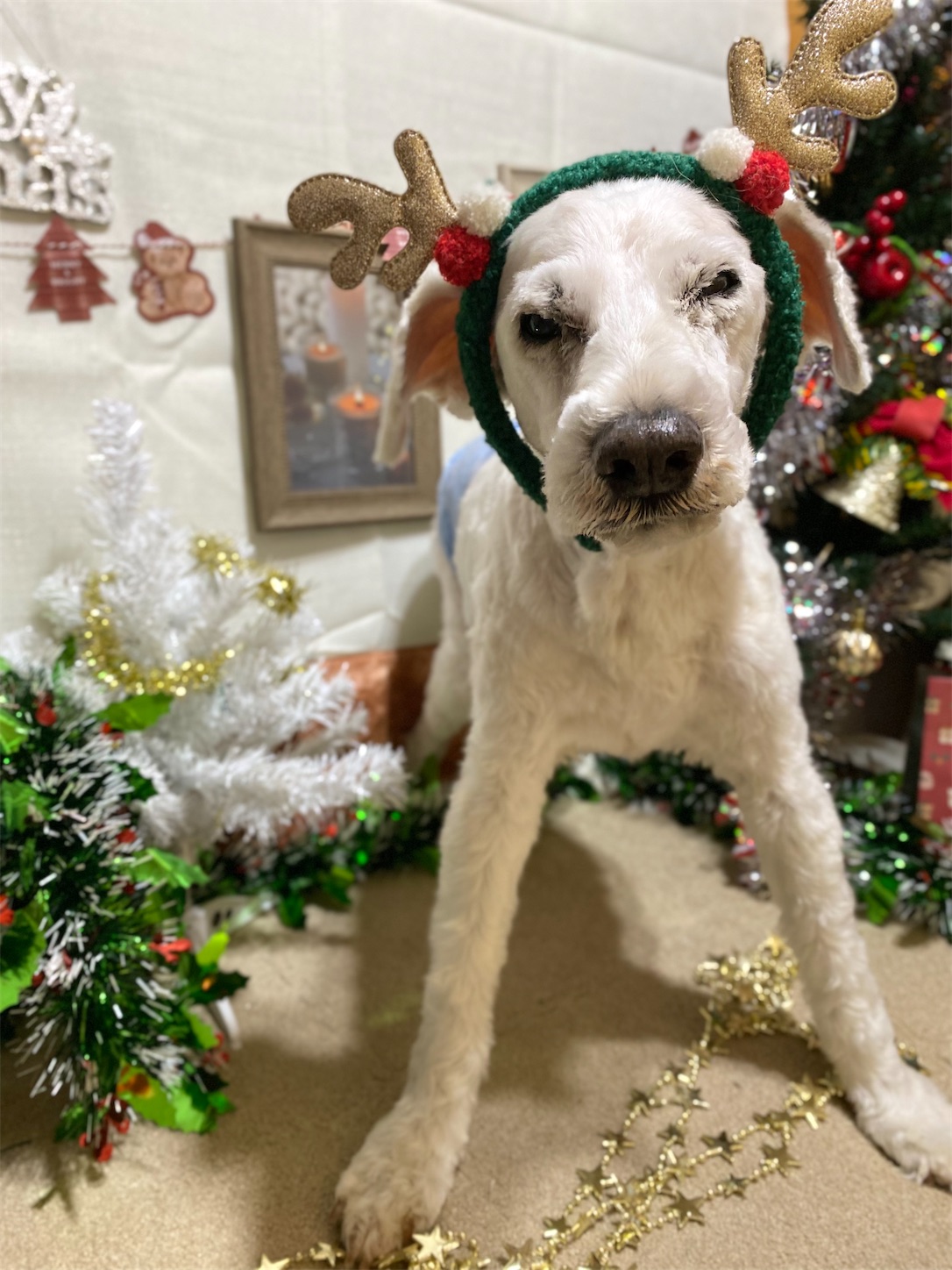 f:id:opachosalon:20241231030838j:image f:id:opachosalon:20241231030838j:image