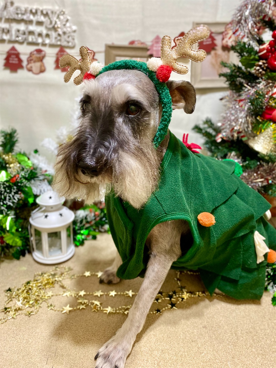 f:id:opachosalon:20241231030841j:image f:id:opachosalon:20241231030841j:image