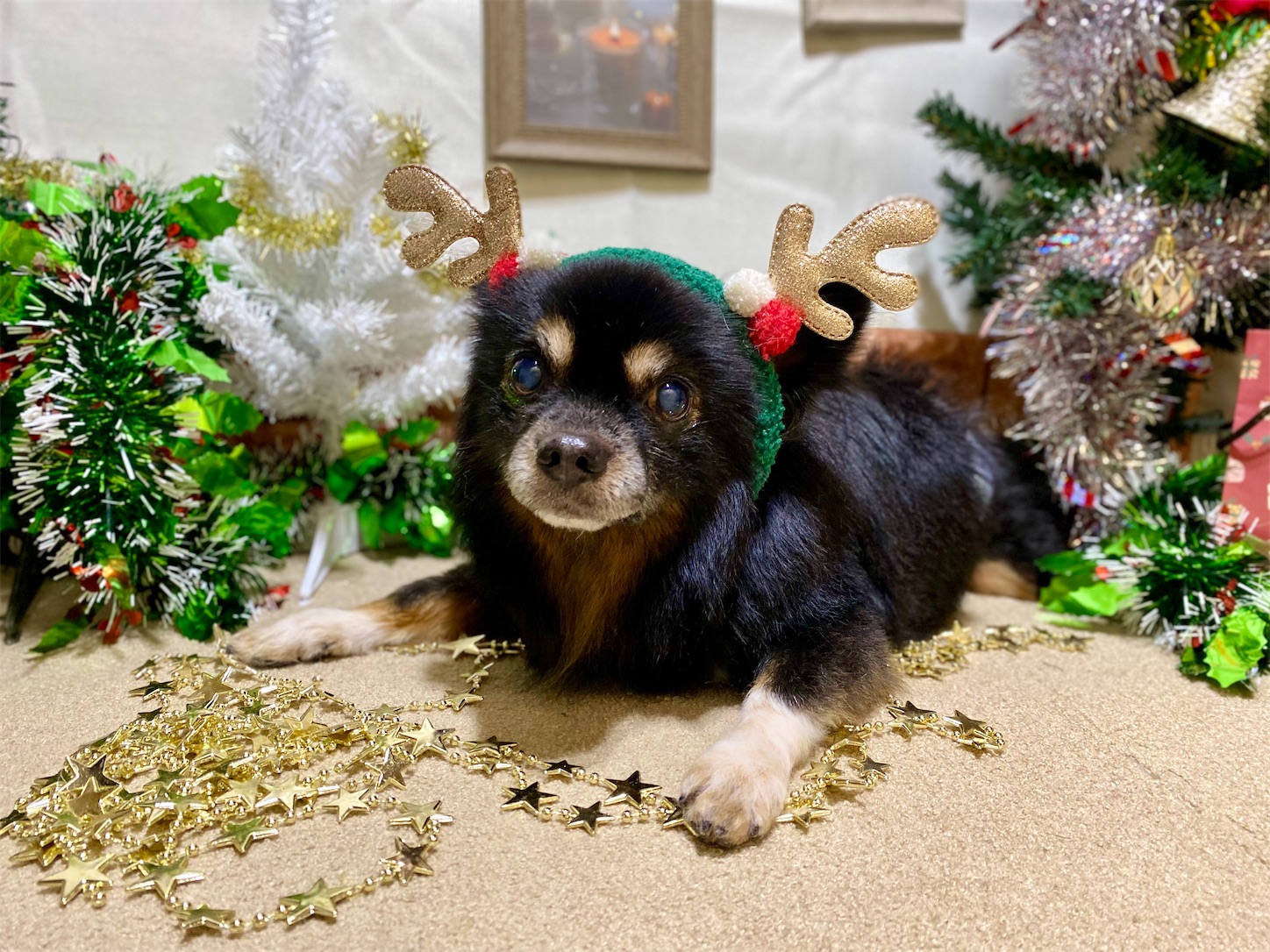 f:id:opachosalon:20241231031129j:image f:id:opachosalon:20241231031129j:image