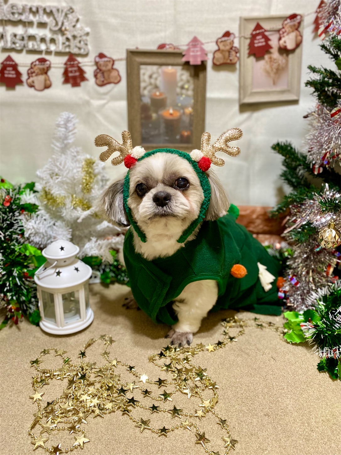 f:id:opachosalon:20241231031146j:image f:id:opachosalon:20241231031146j:image