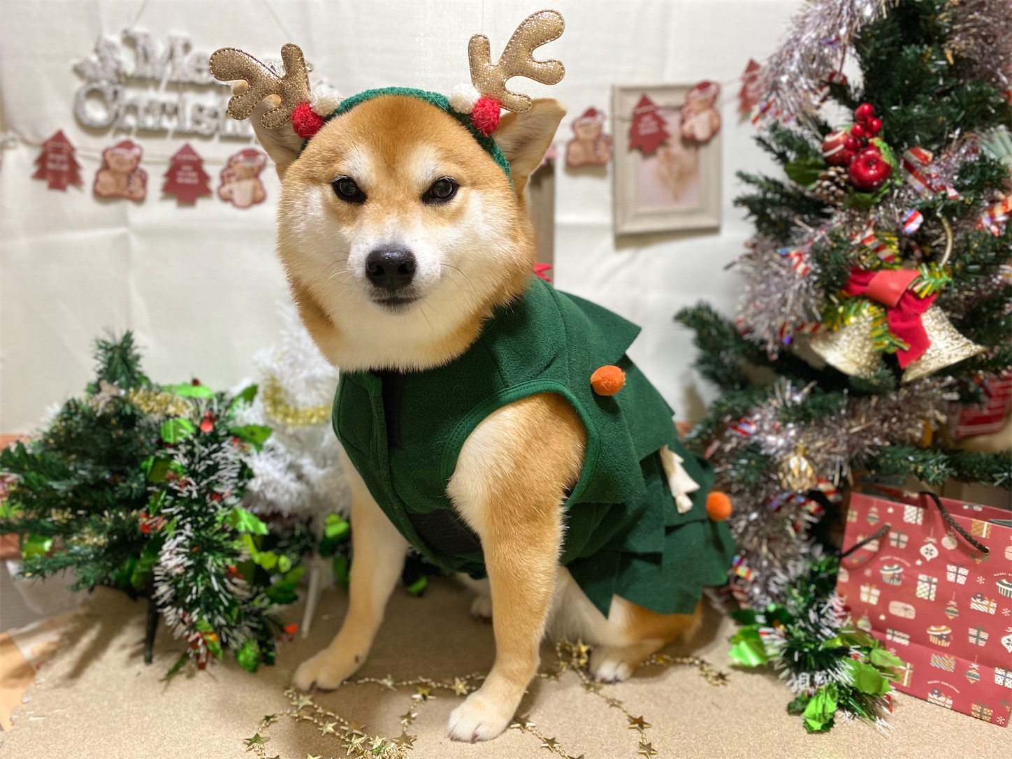 f:id:opachosalon:20241231031150j:image f:id:opachosalon:20241231031150j:image