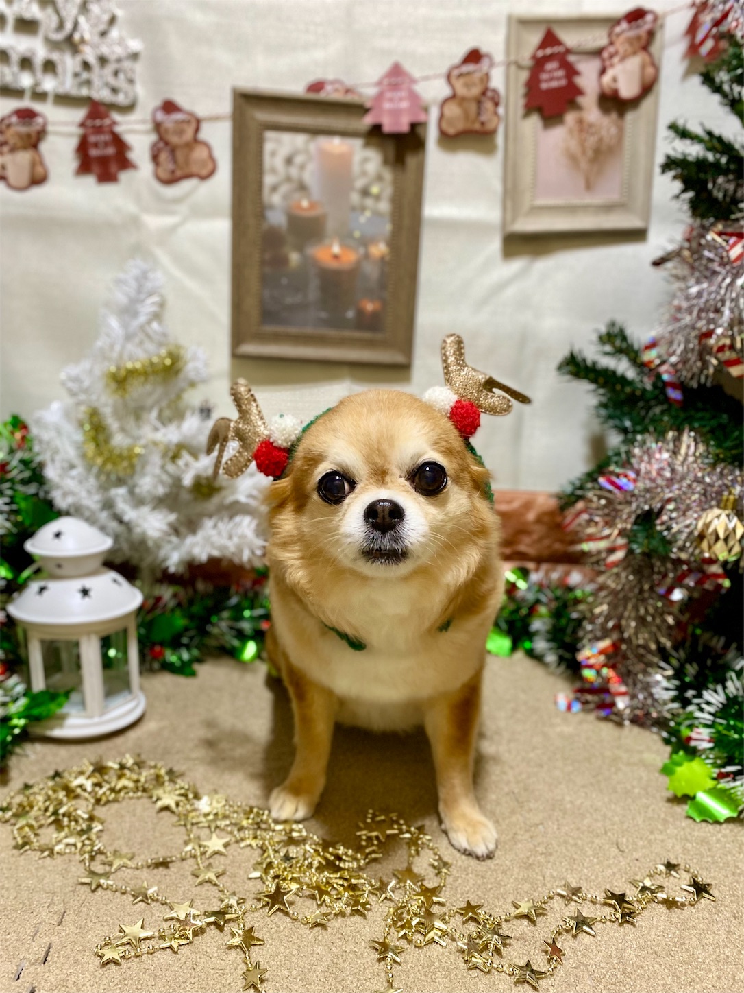 f:id:opachosalon:20241231031154j:image f:id:opachosalon:20241231031154j:image