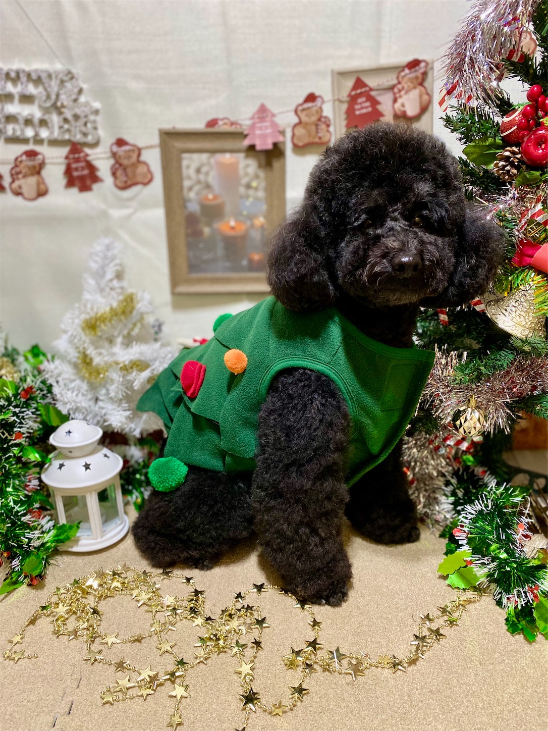 f:id:opachosalon:20241231031158j:image f:id:opachosalon:20241231031158j:image