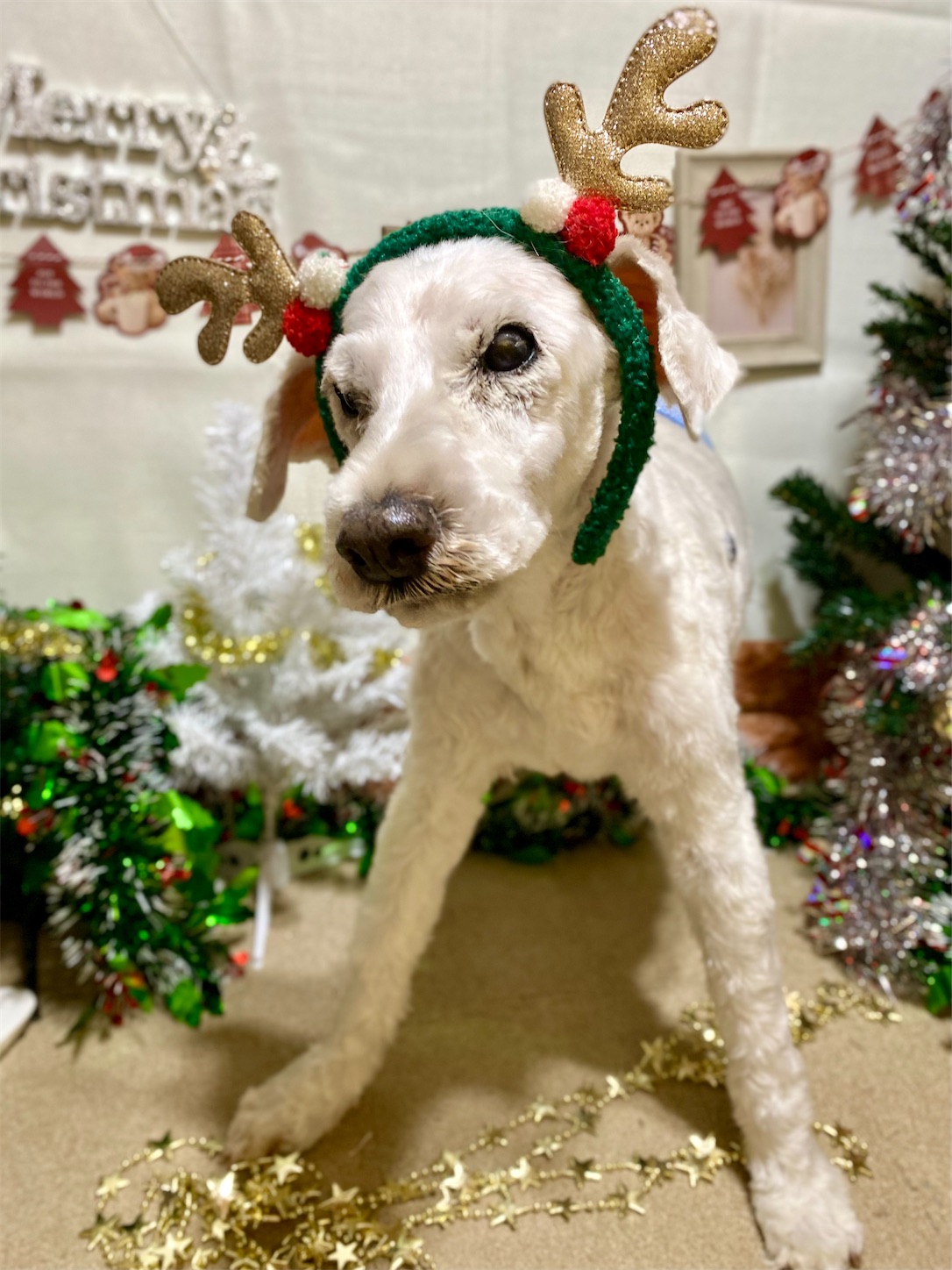 f:id:opachosalon:20241231031205j:image f:id:opachosalon:20241231031205j:image