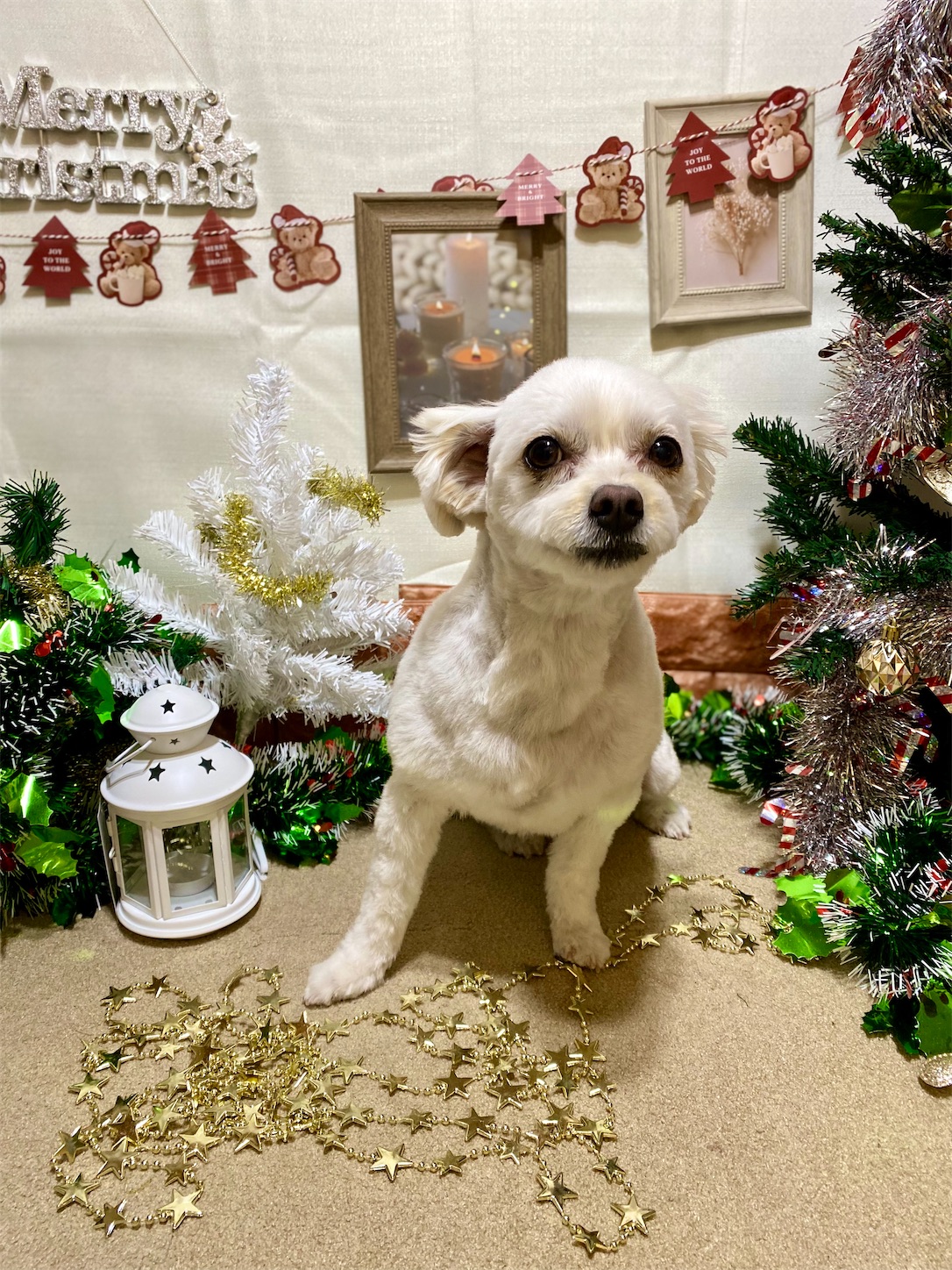 f:id:opachosalon:20241231031209j:image f:id:opachosalon:20241231031209j:image