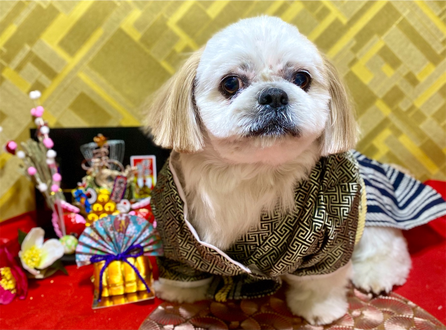 f:id:opachosalon:20241231235815j:image