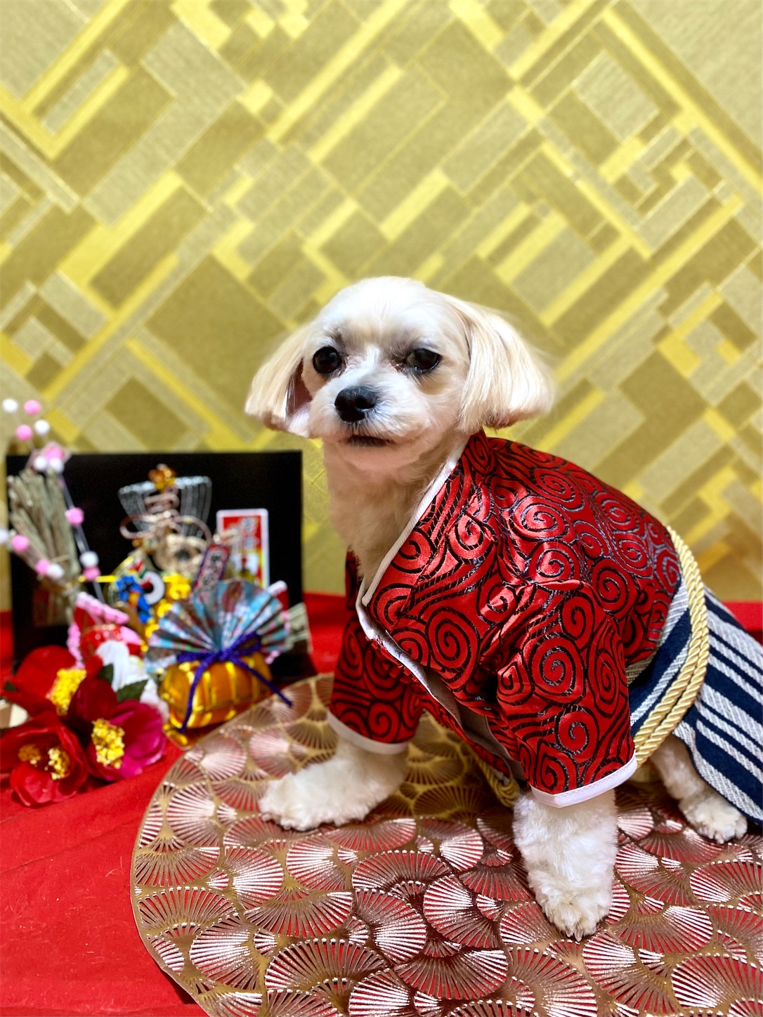 f:id:opachosalon:20241231235830j:image