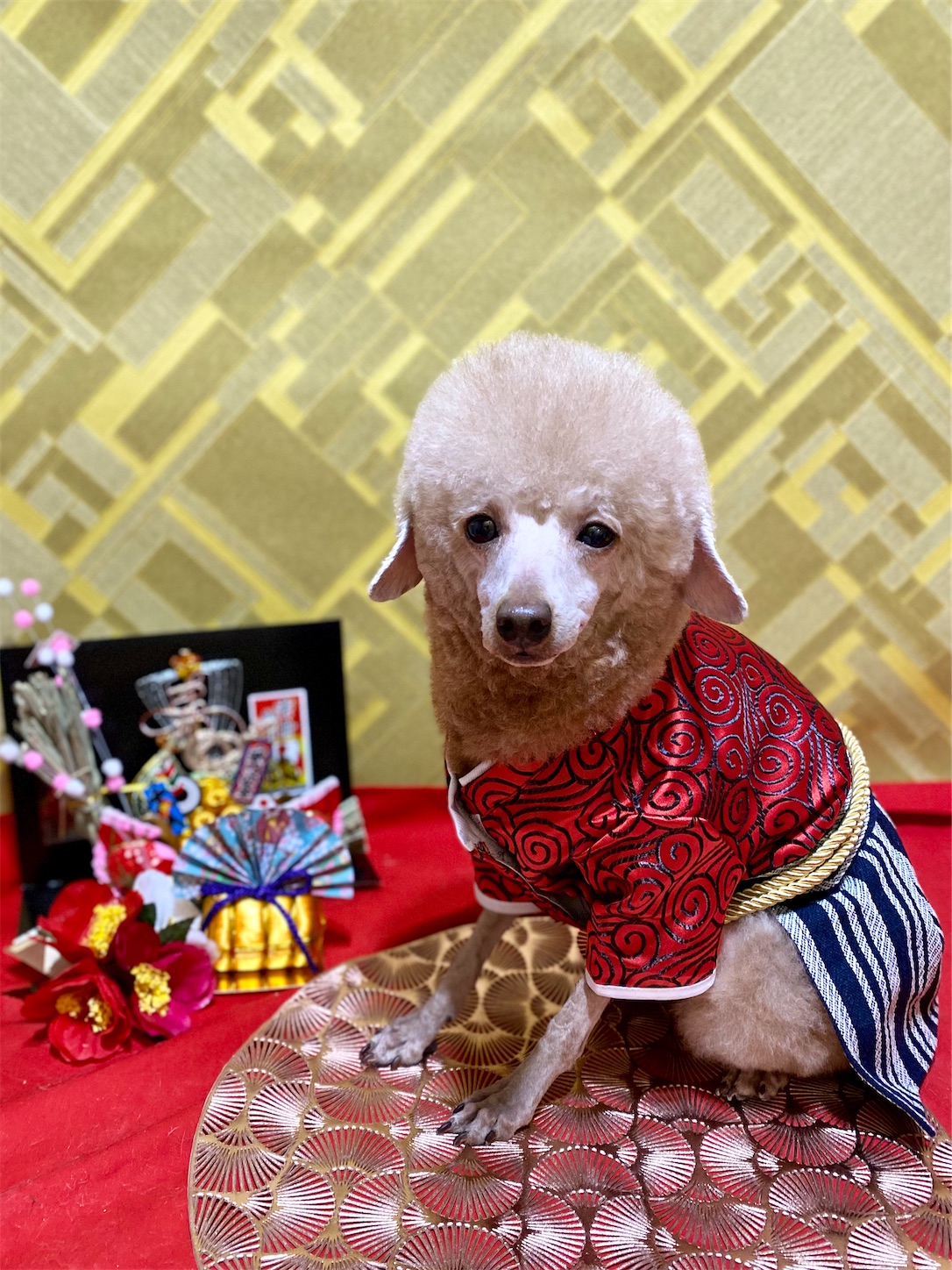 f:id:opachosalon:20241231235900j:image