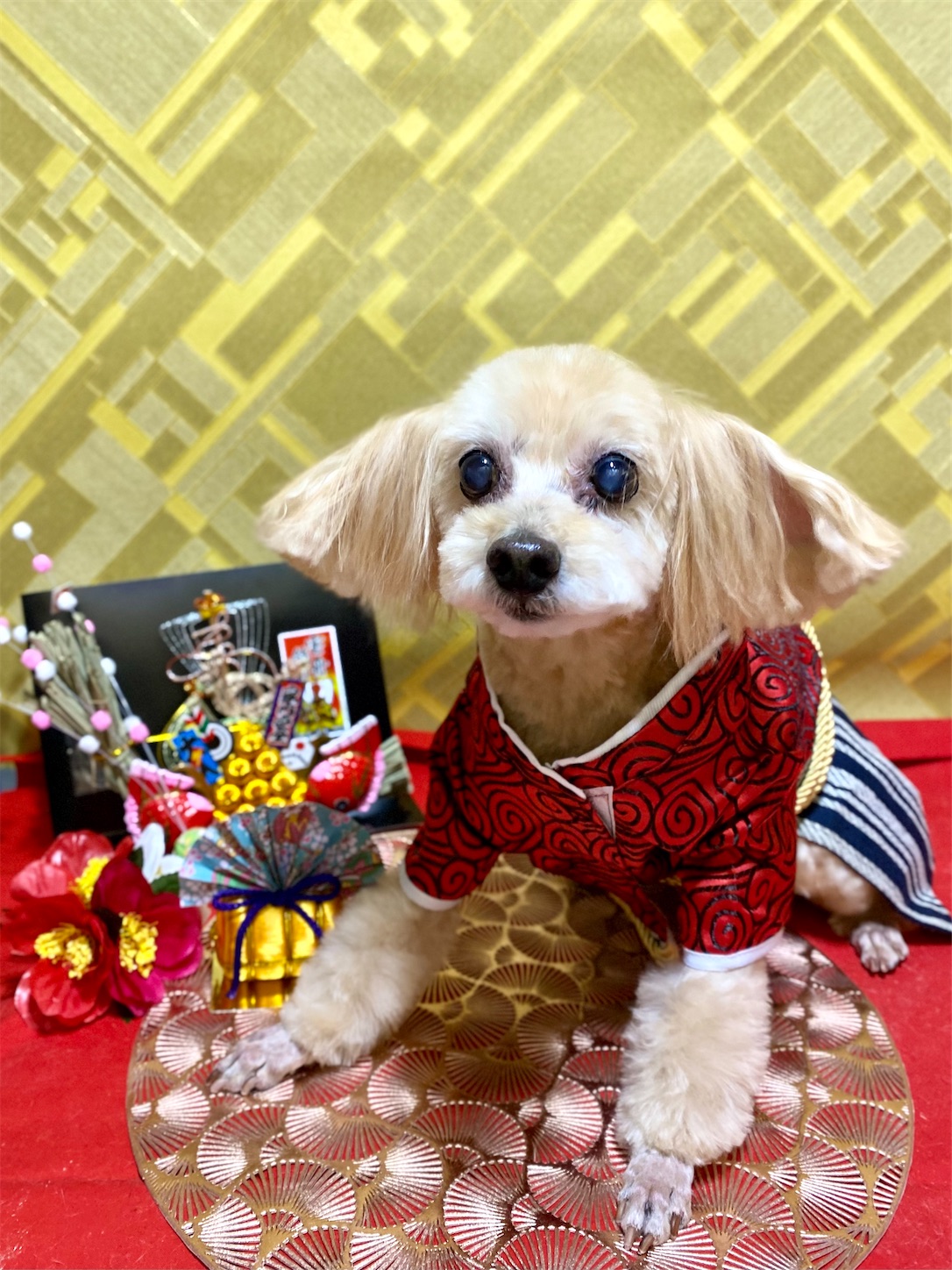 f:id:opachosalon:20250101000035j:image