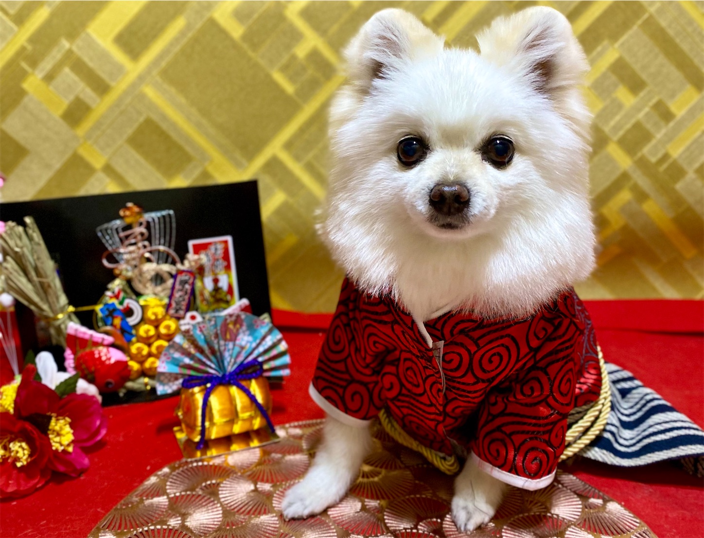 f:id:opachosalon:20250101020321j:image