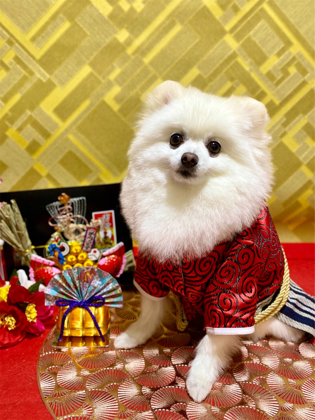 f:id:opachosalon:20250101020359j:image