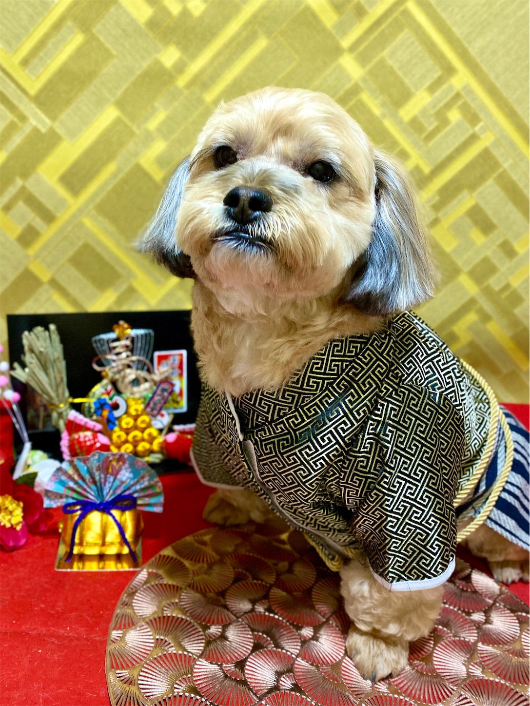 f:id:opachosalon:20250101020423j:image