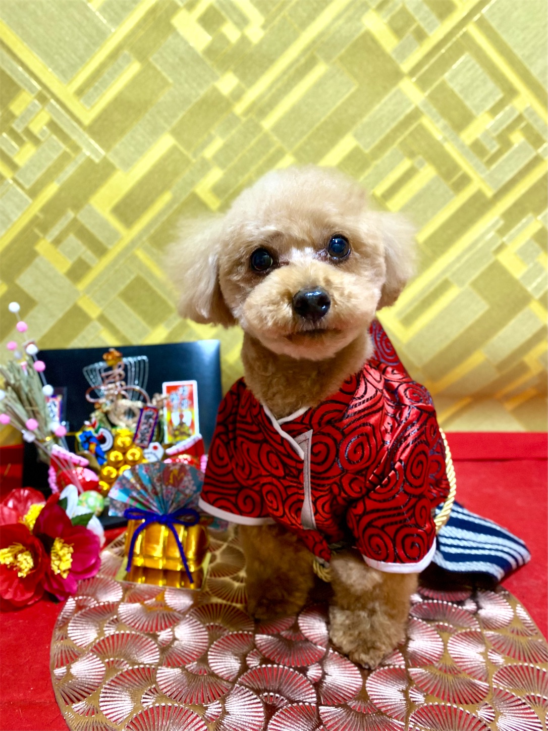 f:id:opachosalon:20250101020440j:image