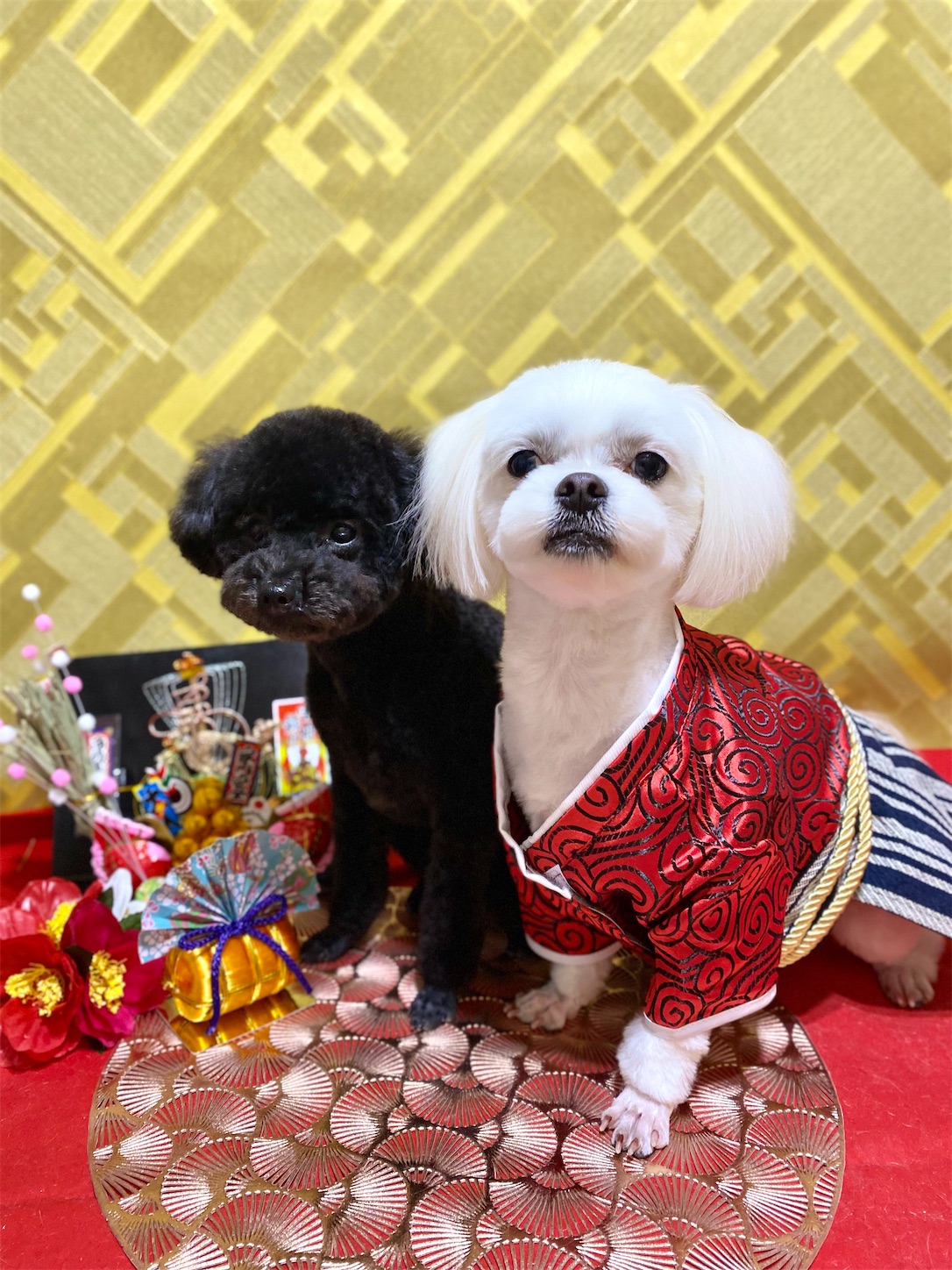 f:id:opachosalon:20250101020500j:image