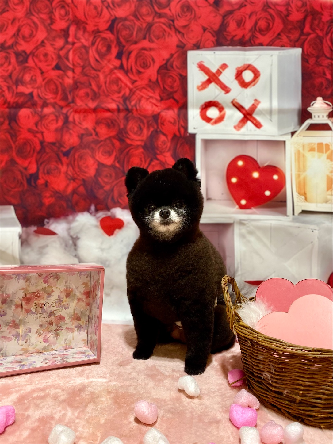 f:id:opachosalon:20260103070201j:image