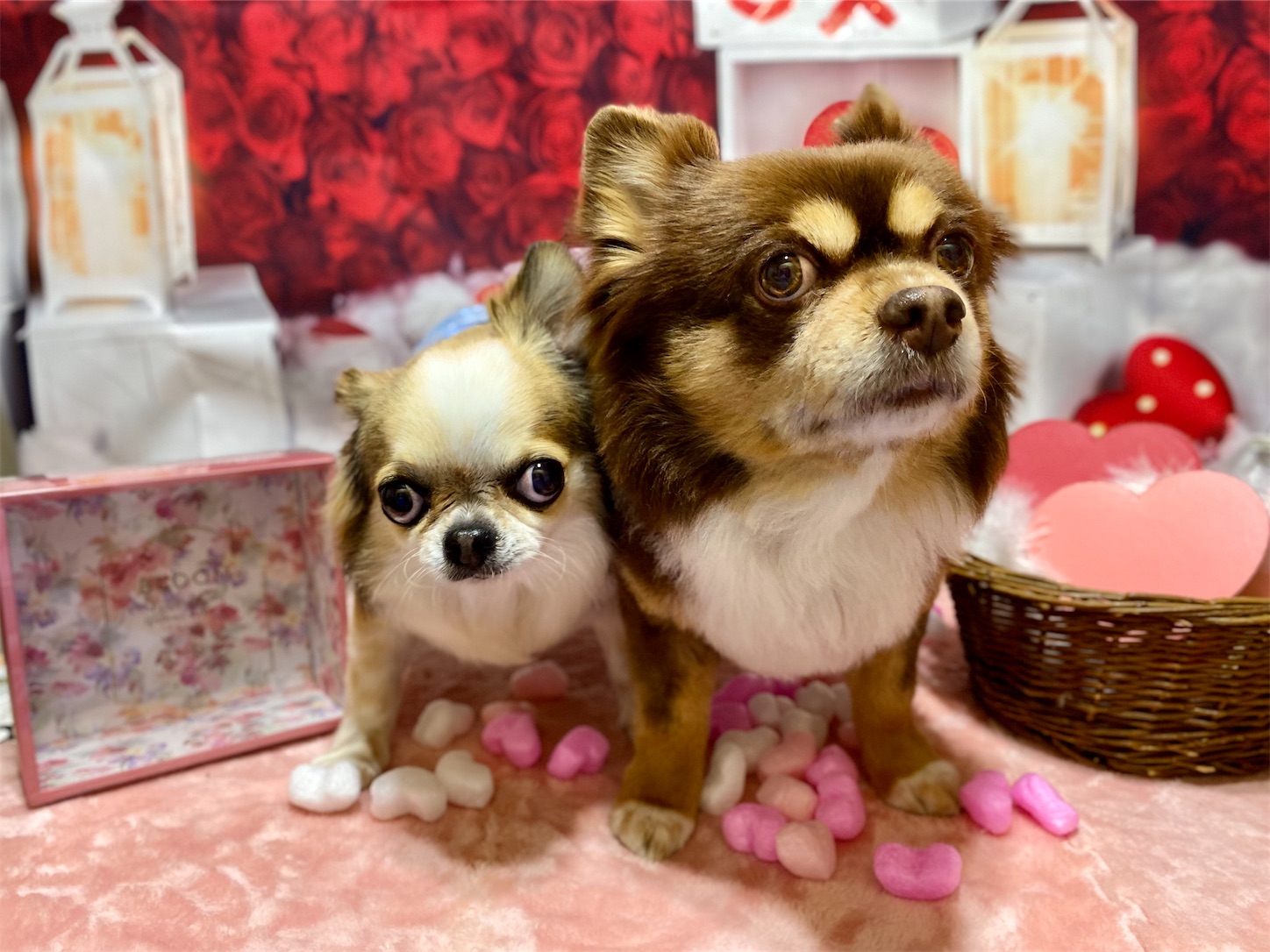 f:id:opachosalon:20260103070232j:image