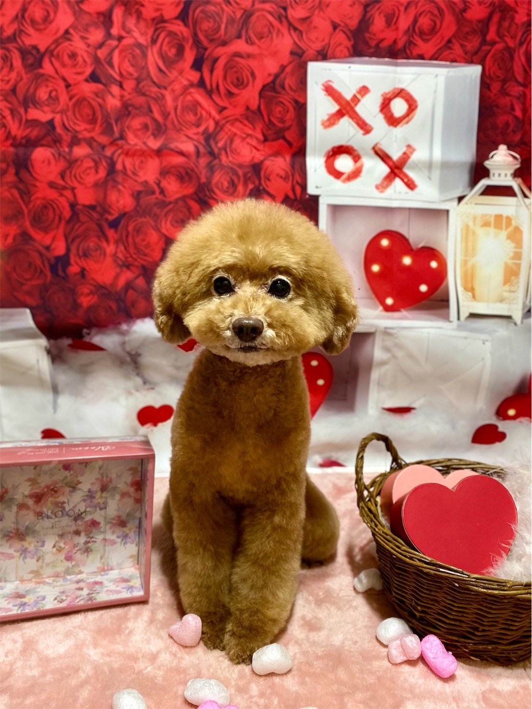 f:id:opachosalon:20260103070424j:image