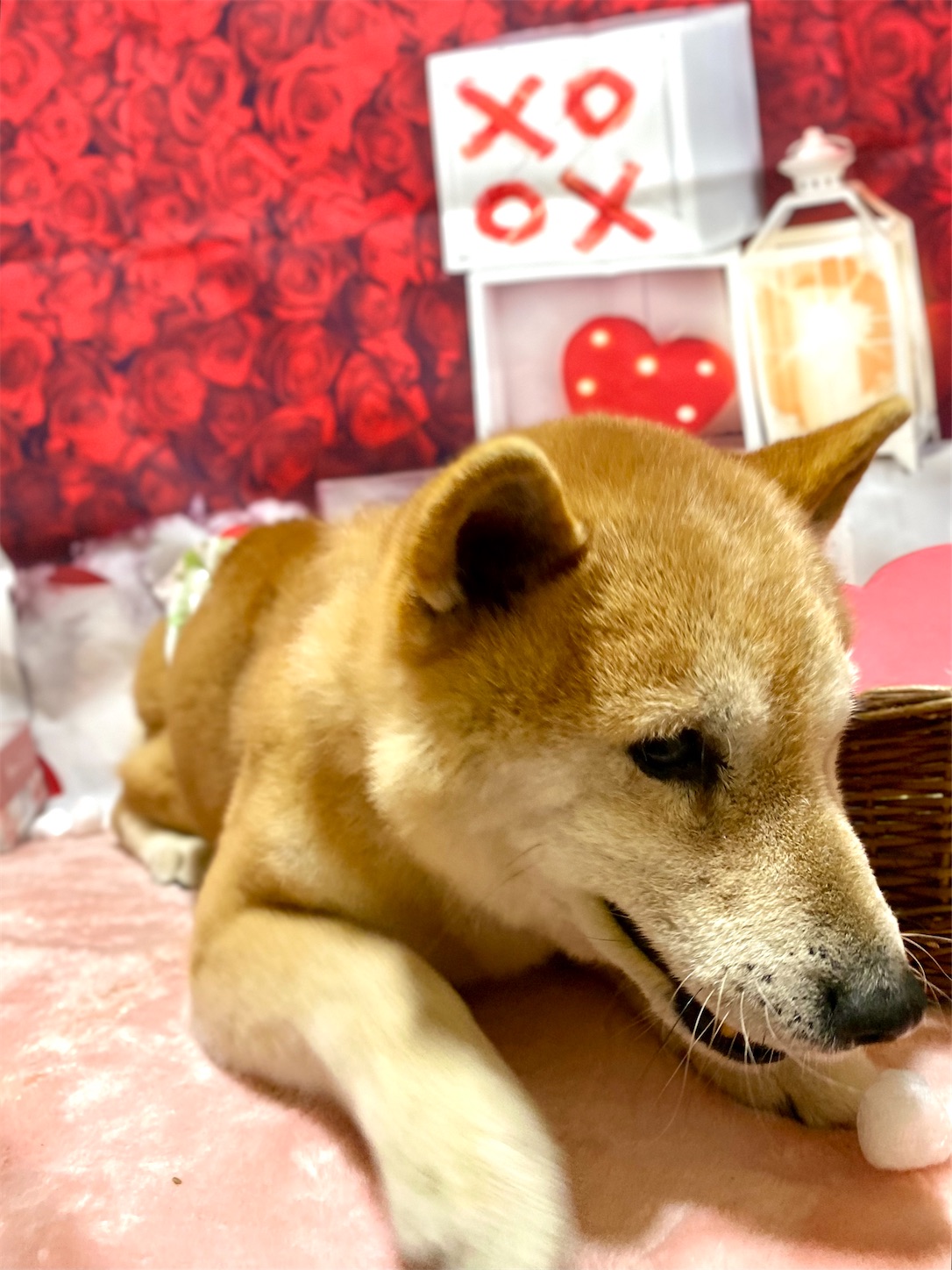 f:id:opachosalon:20260103070536j:image