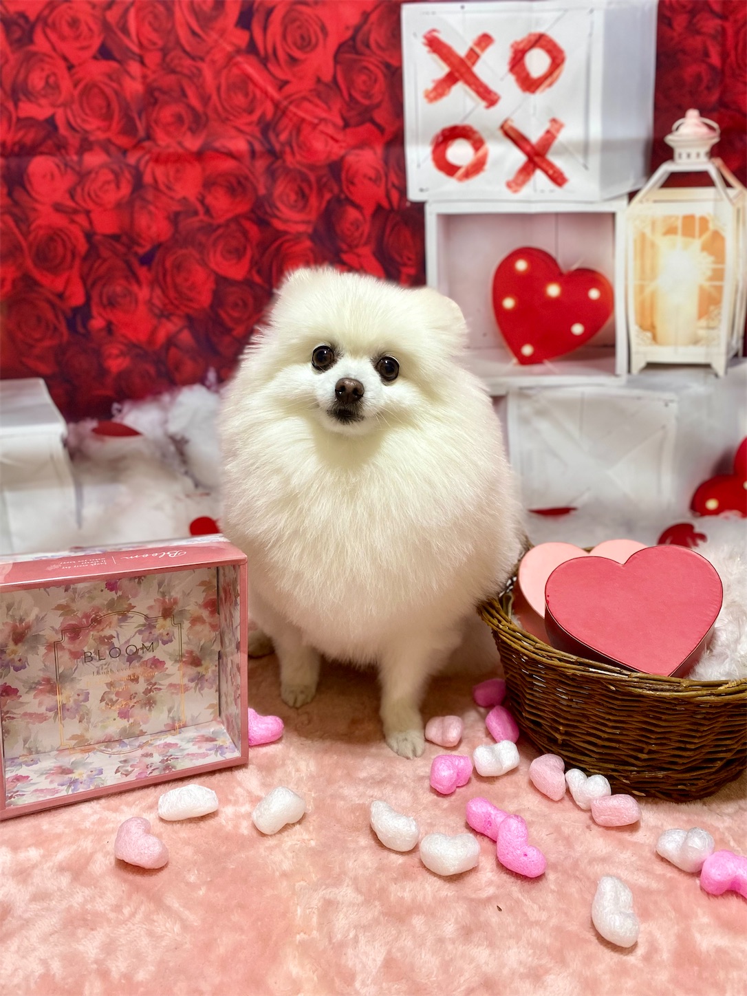 f:id:opachosalon:20260103070606j:image