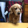 ペット