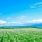 楽ちん野菜作り