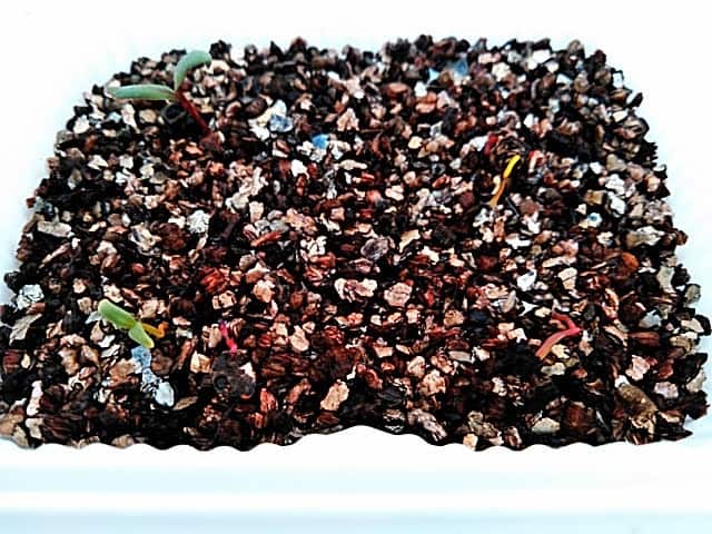 5月22日 虹色菜の発芽