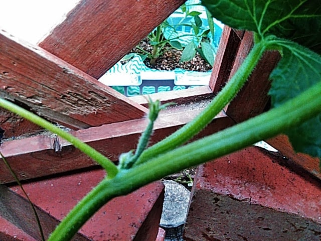 5月21日雌花