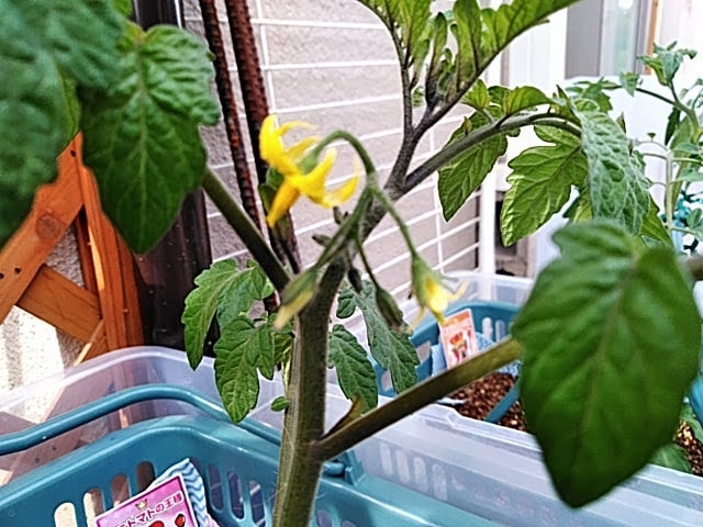 5月8日のトマト苗の花
