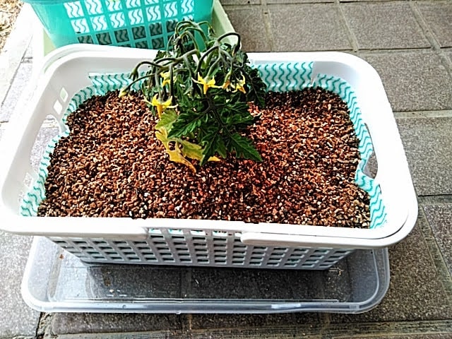 5月10日 処分苗を購入