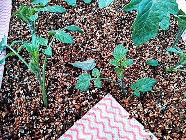 トマトの芽挿し