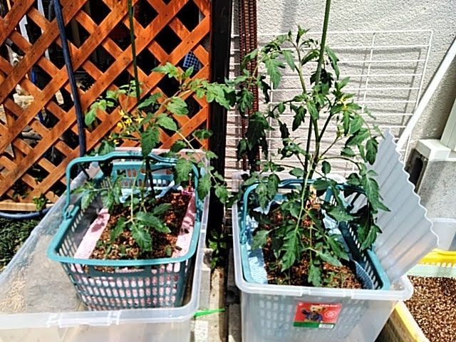 TOMATOに支柱