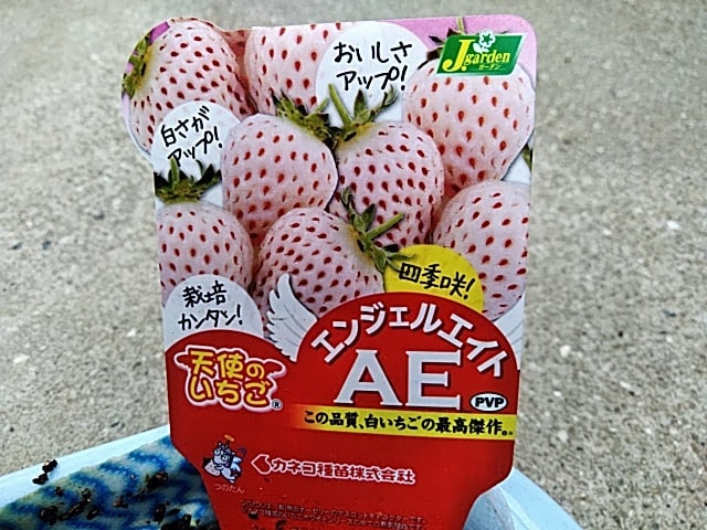 イチゴ