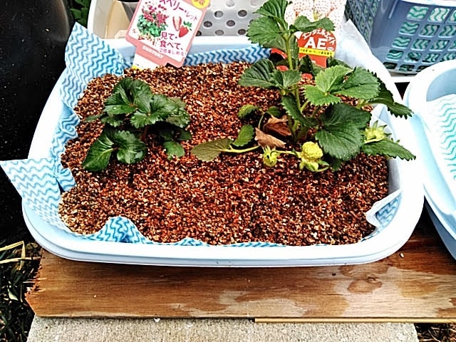 5月4日 イチゴの苗の植え付け