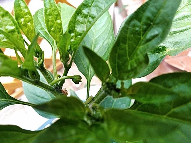 5月15日蕾を確認