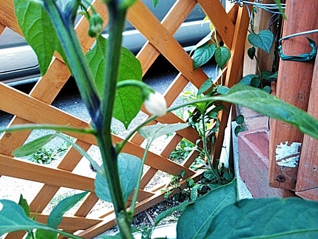 5月21日一番花(白)
