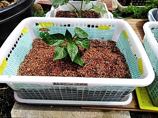 5月10日 水耕栽培ピーマン苗の植え付け