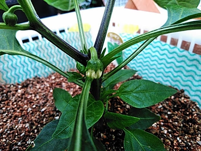 5月21日一番花