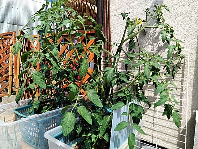5月25日水耕栽培トマトの様子