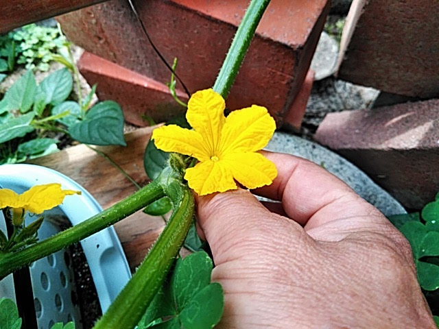 雄花を摘みます