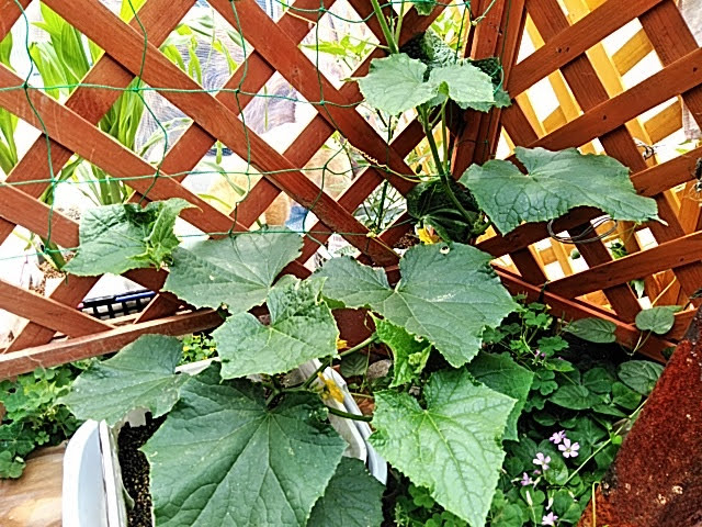 f:id:opamee:20190526104553j:plain f:id:opamee:20190526104553j:plain