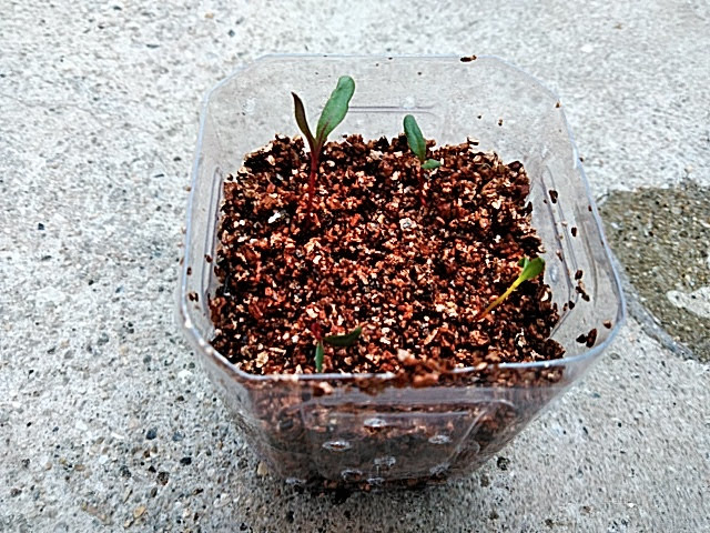 5月27日 虹色菜の植え替え