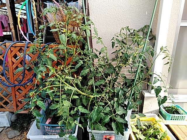 f:id:opamee:20190601154031j:plain f:id:opamee:20190601154031j:plain