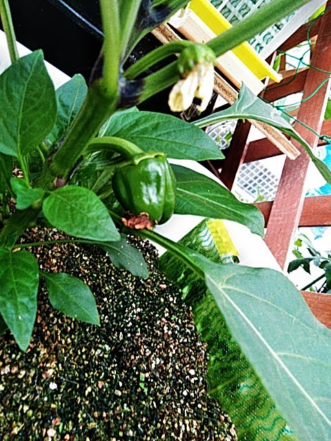 f:id:opamee:20190602172704j:plain f:id:opamee:20190602172704j:plain