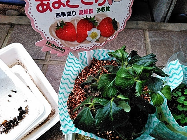 f:id:opamee:20190602174426j:plain f:id:opamee:20190602174426j:plain